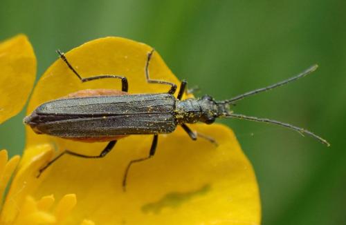 Réf. 323 445 : Oedemera sp.